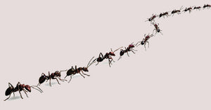 Casa invasa dalle formiche? Ecco cosa fare!